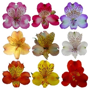 ALSTROEMERIA MIX 80